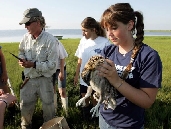 Osprey Banding